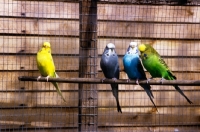 Picture of four different budgies together