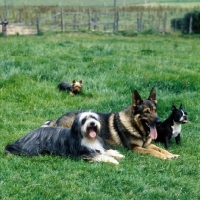 Picture of four dogs together, three in line