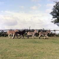 Picture of four donkeys trotting and cantering