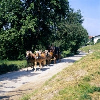 Picture of four driven haflingers in Austria