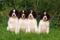 Picture of four Dutch Partridge Dog puppies