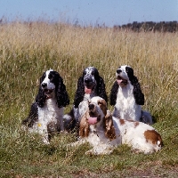 Picture of four english cocker spaniels sitting  in long grass on a hot day
