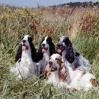 Picture of four english cocker spaniels sitting in long grass