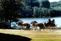 Picture of four fjord ponies, driven, at windsor