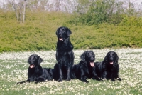 Picture of four Flat Coated Retrievers