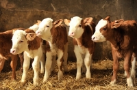 Picture of four Fleckvieh calves