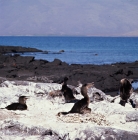 Picture of four flightless cormorants on nests on lava, punta espinosa, fernandina island, galapagos islands