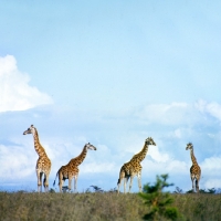 Picture of four giraffes in nairobi np, africa