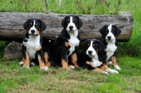 Picture of four Great Swiss Mountain dog puppies