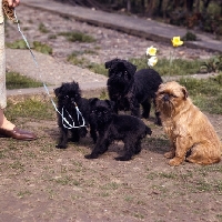 Picture of four griffons bruxellois, two are puppies one biting lead