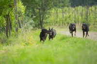 Picture of Four happy Beauceron dogs run in a field