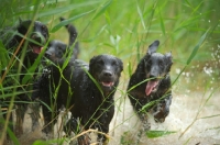 Picture of Four happy Beauceron in a pond running through tall grass