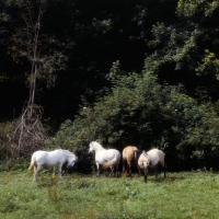 Picture of four Highland Pony mares browsing at Nashend 