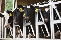 Picture of four Holstein Friesian cows in stable