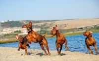 Picture of four Hungarian Vizsla dogs playing on beach
