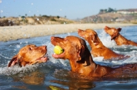 Picture of four Hungarian Vizslas playing in water