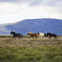 Picture of Four iceland horses at Sauderkrokur