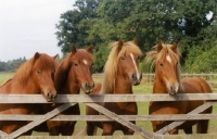 Picture of four Icelandic horses standing behind wooden gate