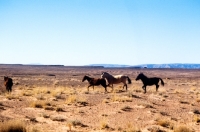 Picture of four indian ponies in new mexico