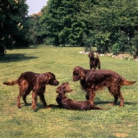 Picture of four irish setters looking at each other playing