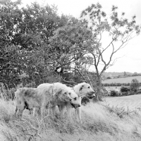 Picture of four irish wolfhounds from ballykelly, ireland