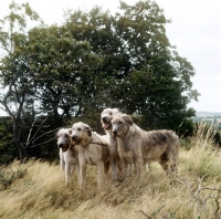 Picture of four irish wolfhounds from ballykelly