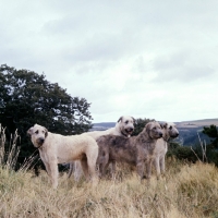 Picture of four irish wolfhounds of which 2 champions