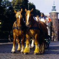 Picture of four Jutland horses pulling a Carlsberg brewers dray in Copenhagen