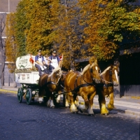 Picture of four jutland horses pulling a carlsberg brewers dray in copenhagen