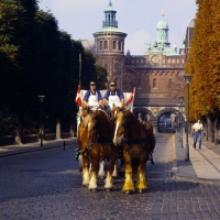 Picture of four jutland horses pulling a carlsberg brewers dray in copenhagen