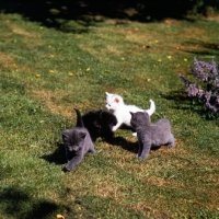 Picture of four kittens, blue, black, white on a lawn
