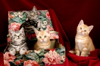 Picture of four kittens in a flowery box