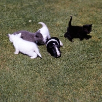 Picture of four kittens with a guinea pig