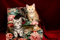 Picture of four kittens