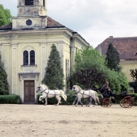 Picture of four kladruber horses driven past old kladruby buildings