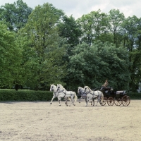 Picture of four kladruber horses in harness