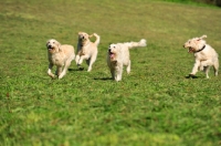 Picture of four Labradoodles running in field