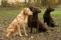 Picture of four Labrador Retrievers