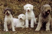 Picture of four Lagotto Romagnolos