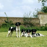 Picture of four large munsterlanders lying and one standing on grass