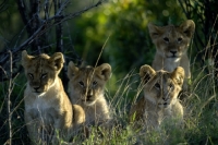 Picture of four lion cups in masai mara