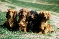 Picture of four longhaired dachshunds sitting together