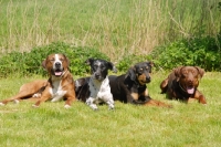 Picture of four Louisiana Catahoula Leopard dog, american hog hunter