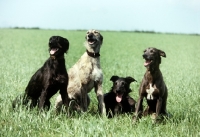 Picture of four lurchers obediently sitting in line