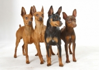 Picture of four Miniature Pinschers together