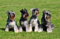 Picture of four miniature Schnauzers in a row
