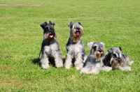 Picture of four miniature Schnauzers