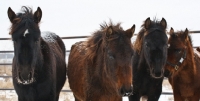 Picture of four Morgan horses in winter