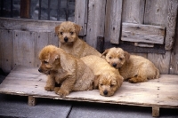 Picture of four nanfan norfolk terrier puppies lying in run