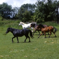 Picture of four native ponies trotting and cantering loose in field, black pony is fell pony